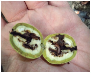 Dano De Cydia En Nuez