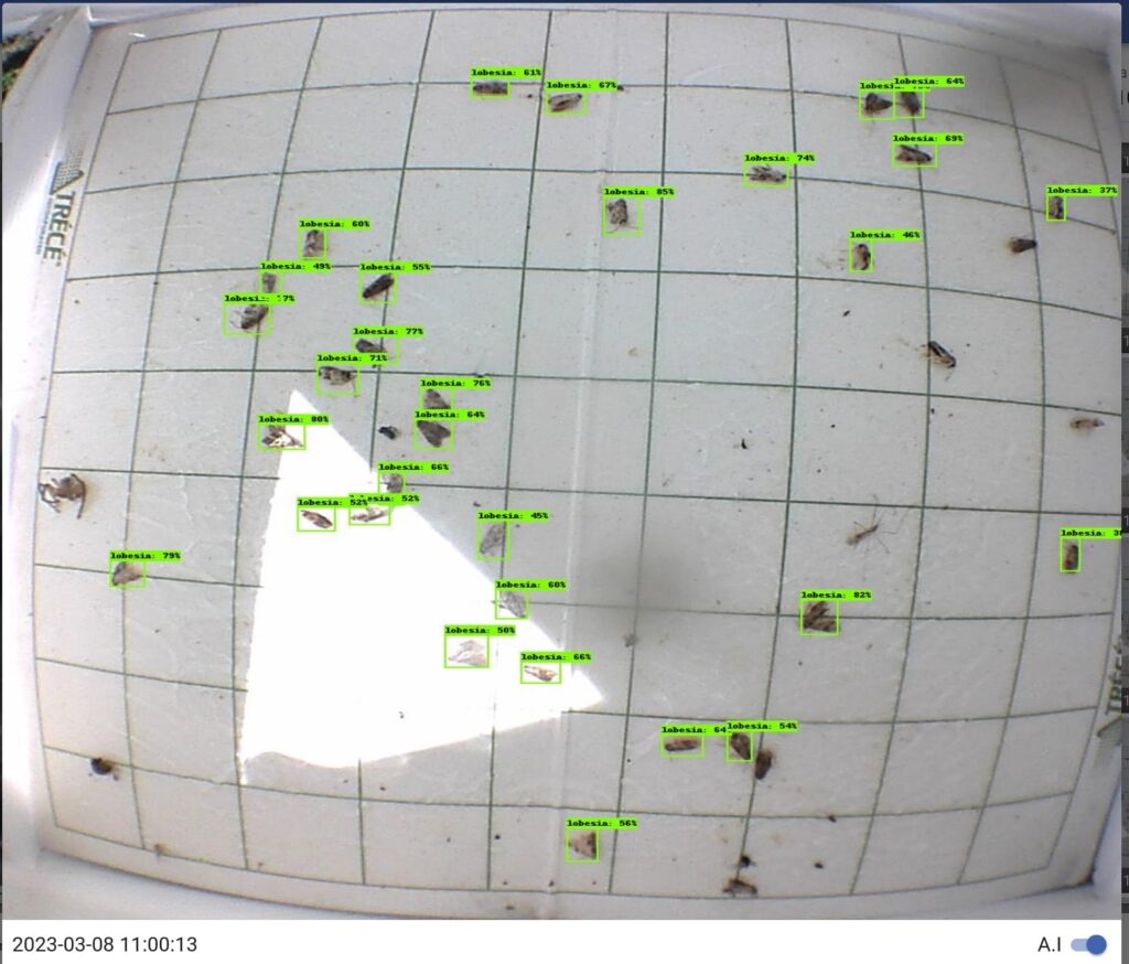 Imagen Lobesia Botrana 1024x874