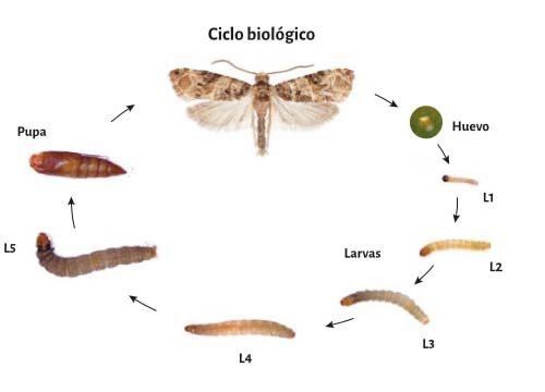 ciclo biológico de la polilla de la vid