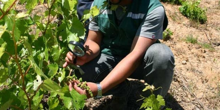 Efecto Fitosanitario Lobesia Botrana