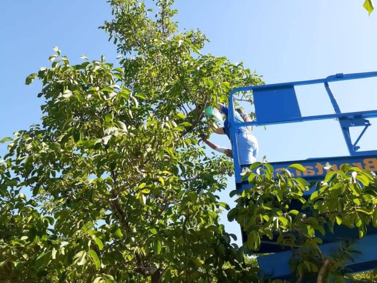 Monitoreo Cydia pomonella