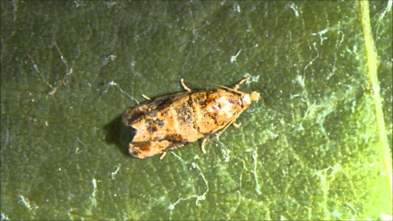 Polilla Lobesia Botrana