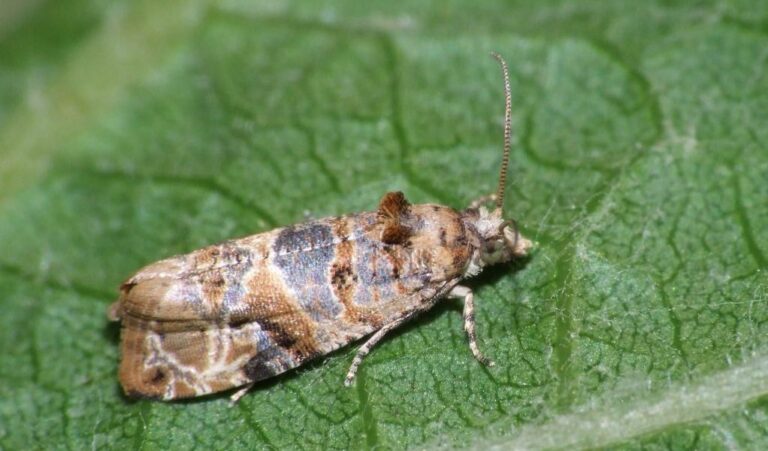 Lobesia Botrana Polilla Vid